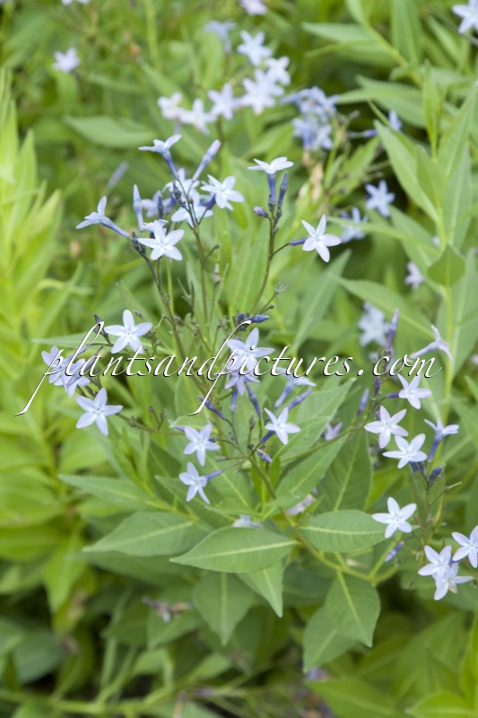 Amsonia orientalis