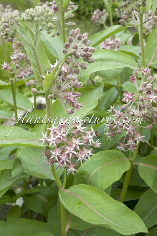 Asclepias speciosa