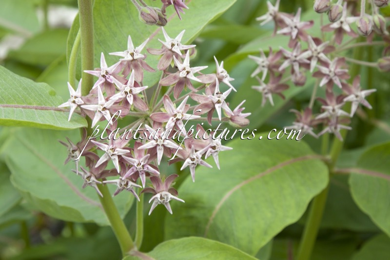 Asclepias speciosa