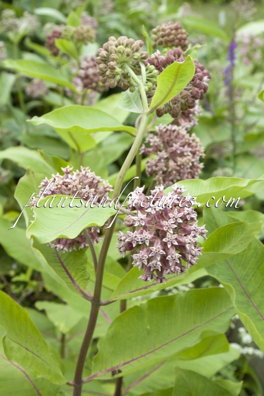 Asclepias syriaca