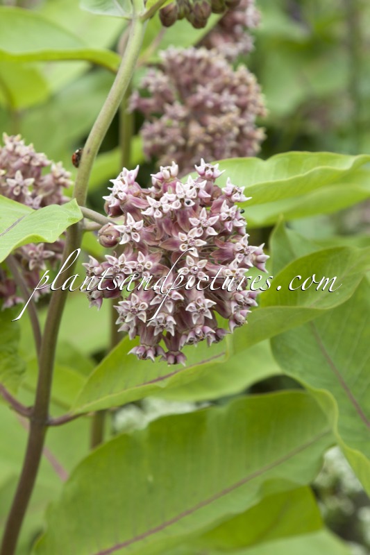 Asclepias syriaca