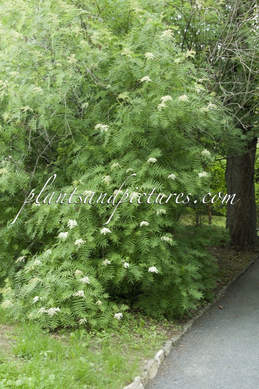 Sorbaria tomentosa var. angustifolia