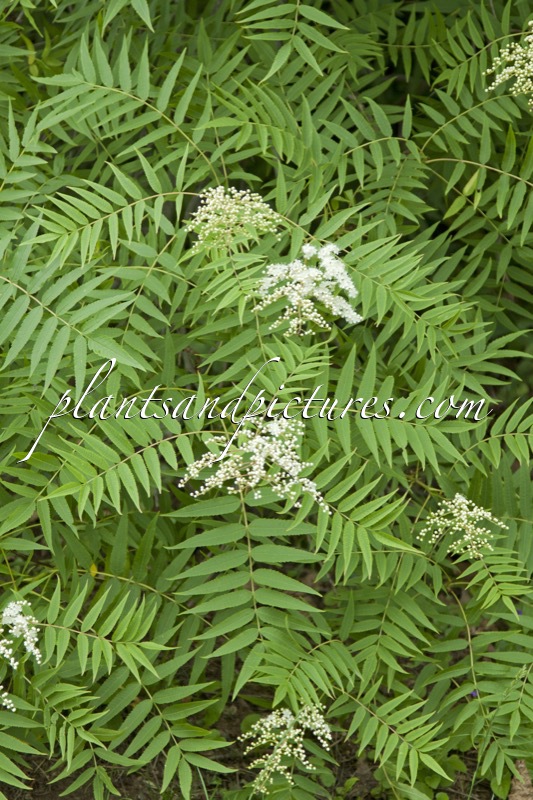 Sorbaria tomentosa var. angustifolia