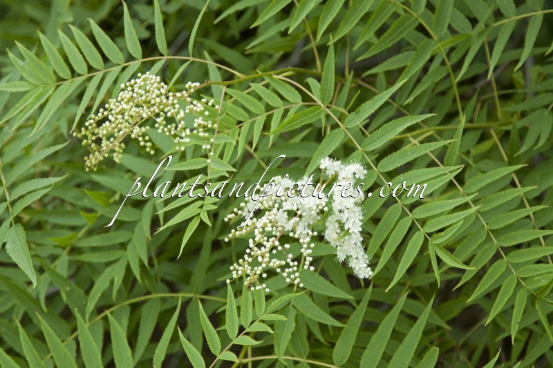 Sorbaria tomentosa var. angustifolia