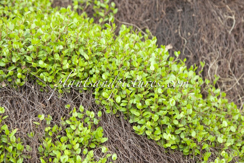 Muehlenbeckia axillaris