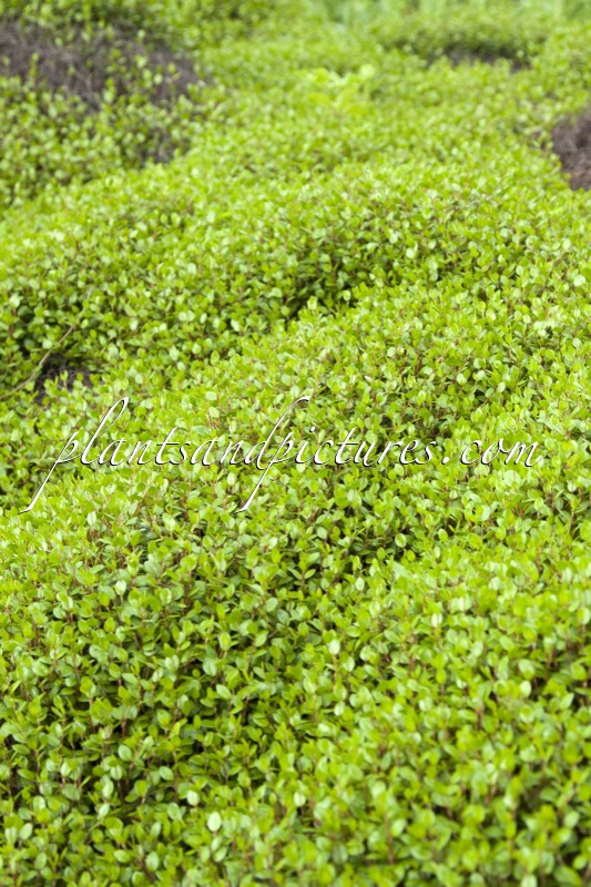 Muehlenbeckia axillaris