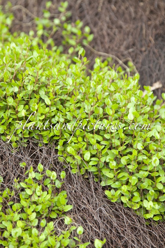 Muehlenbeckia axillaris