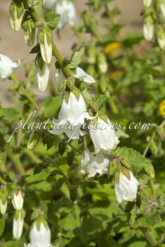 Campanula alliariifolia