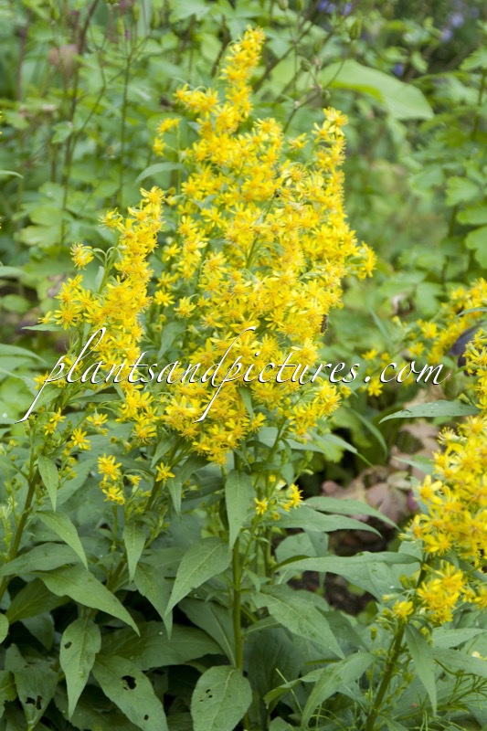Solidago virgaurea