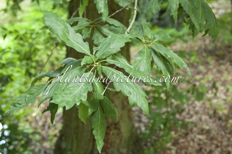 Quercus petraea ‘Mespilifolia’