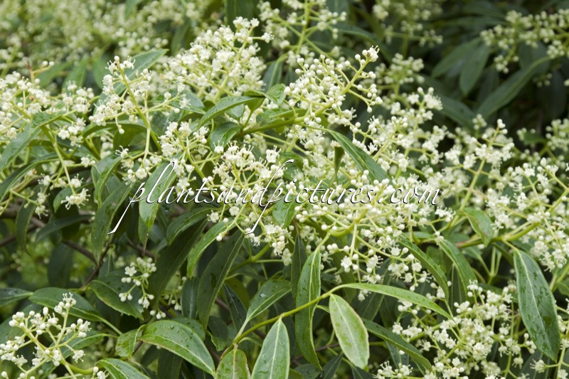 Viburnum henryi