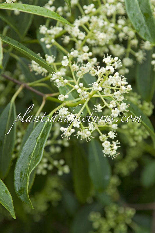 Viburnum henryi