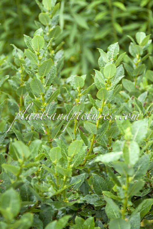 Salix hastata ‘Wehrhahnii’