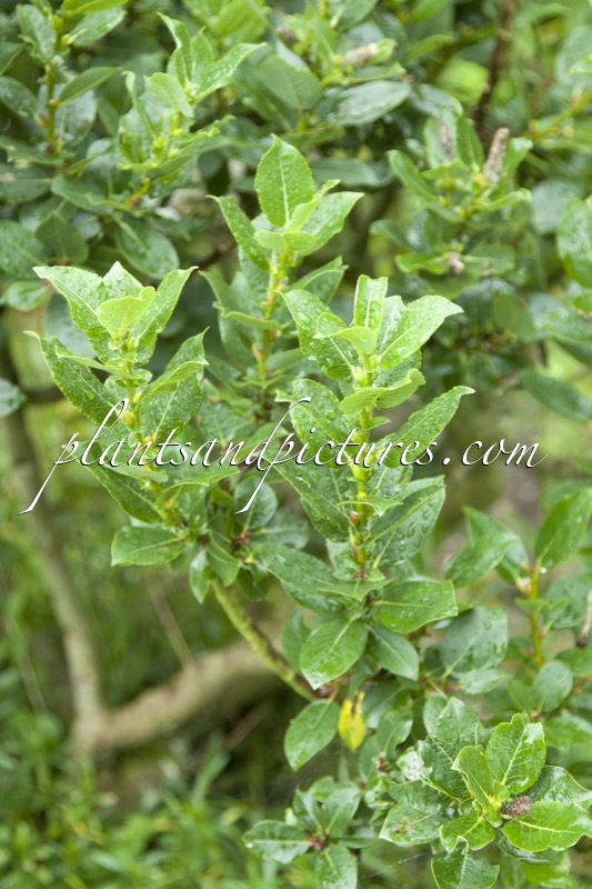 Salix hastata ‘Wehrhahnii’