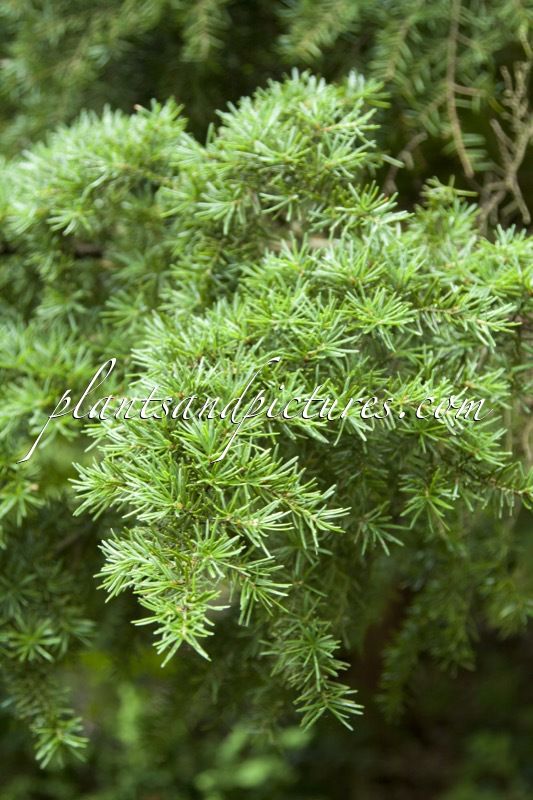 Pseudotsuga menziesii ‘Hofman’