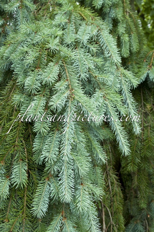 Pseudotsuga menziesii ‘Pendula’