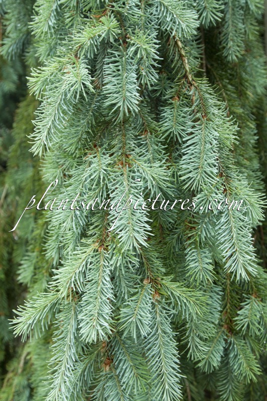 Pseudotsuga menziesii ‘Pendula’