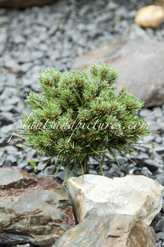Pinus mugo ‘Pomeranc’