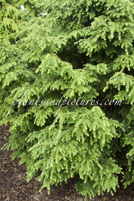 Tsuga canadensis ‘Globosa’