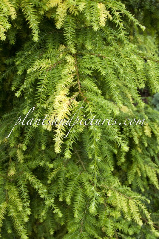 Tsuga canadensis ‘Woods Goldleaf’