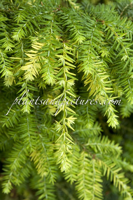 Tsuga canadensis ‘Woods Goldleaf’