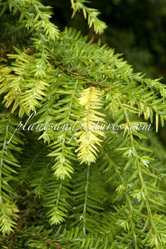 Tsuga canadensis ‘Woods Goldleaf’