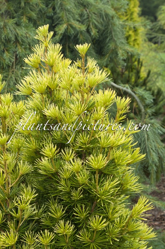 Sciadopitys verticillata ‘Riches Cushion’