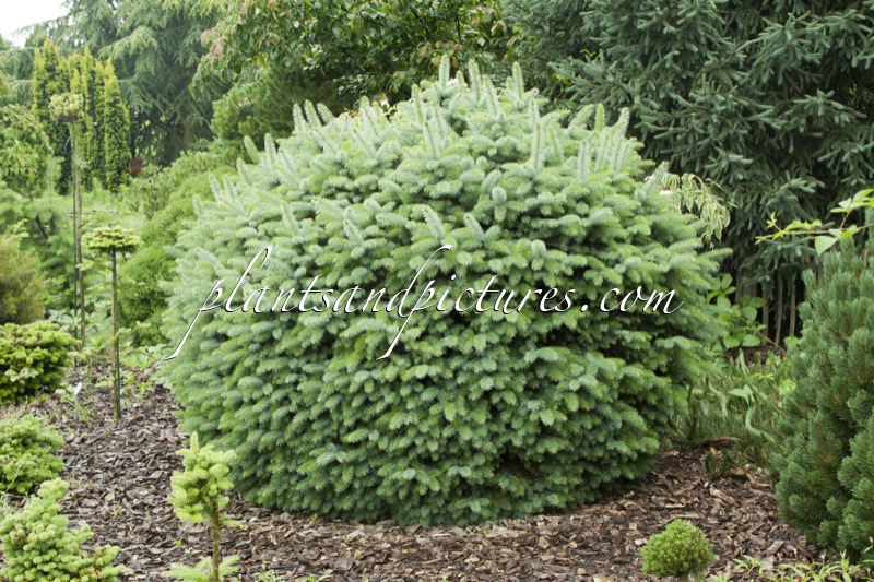 Picea sitchensis ‘Papoose’