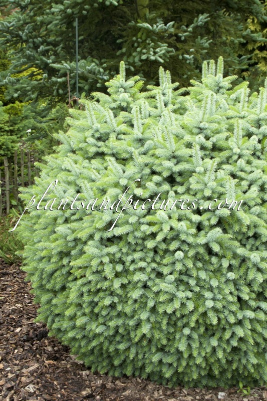 Picea sitchensis ‘Papoose’