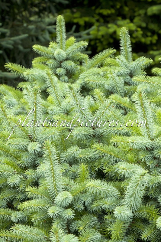 Picea sitchensis ‘Papoose’