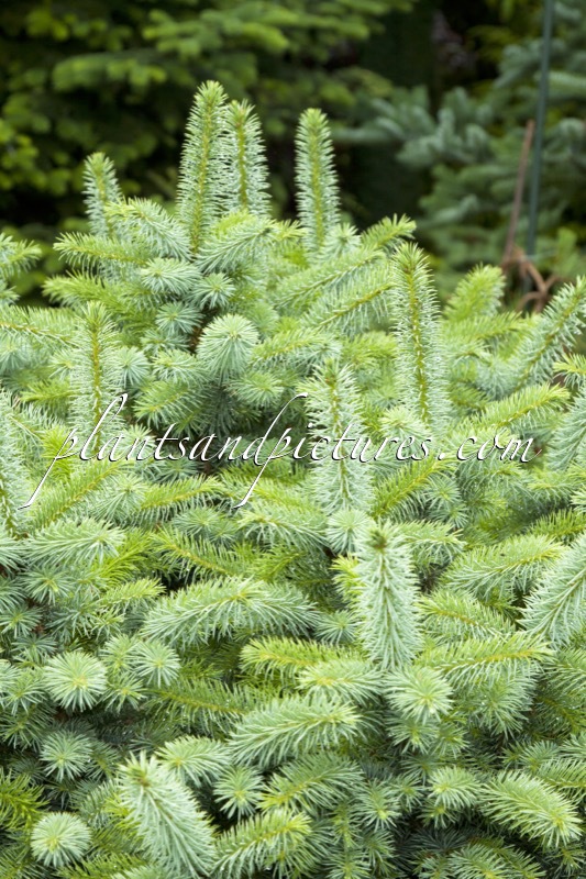 Picea sitchensis ‘Papoose’