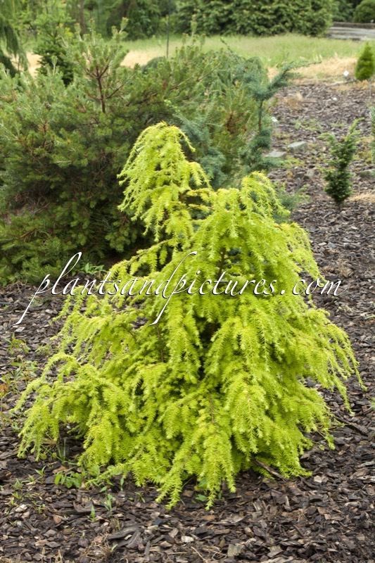 Tsuga canadensis ‘Livingstone’