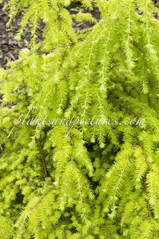 Tsuga canadensis ‘Livingstone’