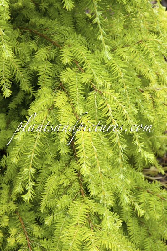 Tsuga canadensis ‘Livingstone’
