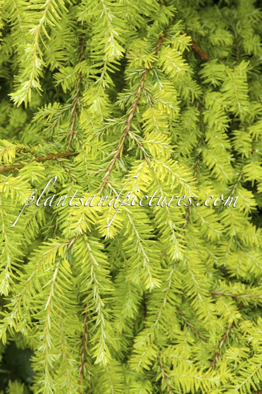 Tsuga canadensis ‘Livingstone’