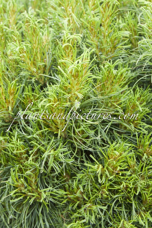 Pinus strobus ‘Green Twist’