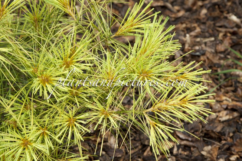 Pinus strobus ‘Bergman’s Variegated’