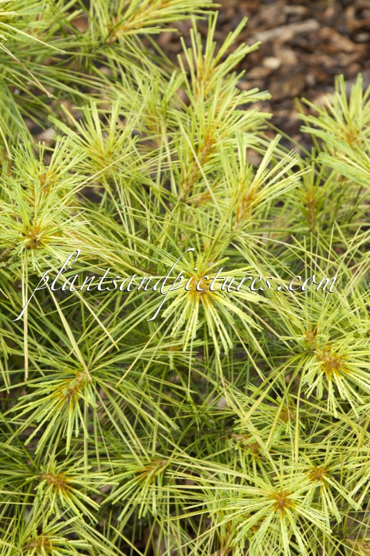 Pinus strobus ‘Bergman’s Variegated’