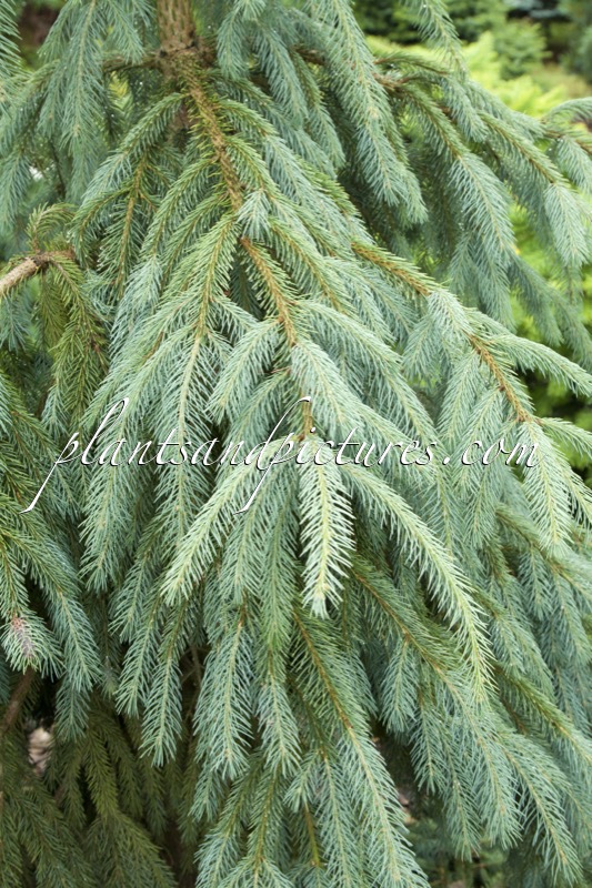 Picea engelmannii ‘Lace’