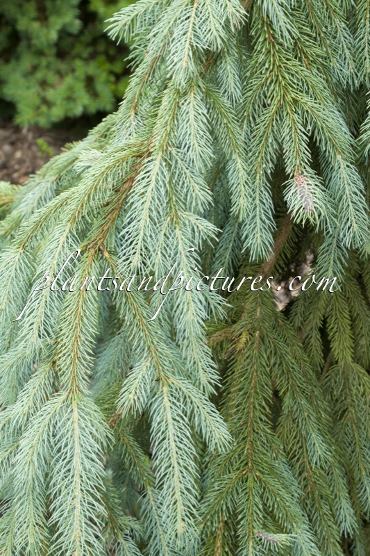 Picea engelmannii ‘Lace’