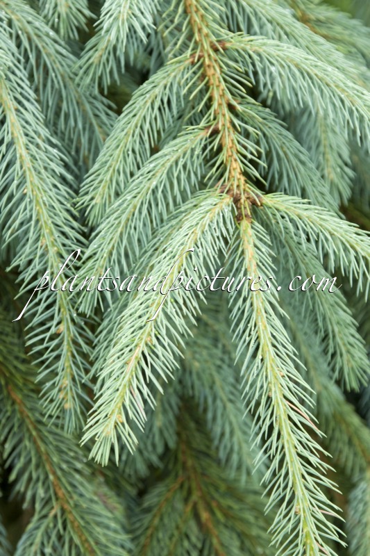 Picea engelmannii ‘Lace’