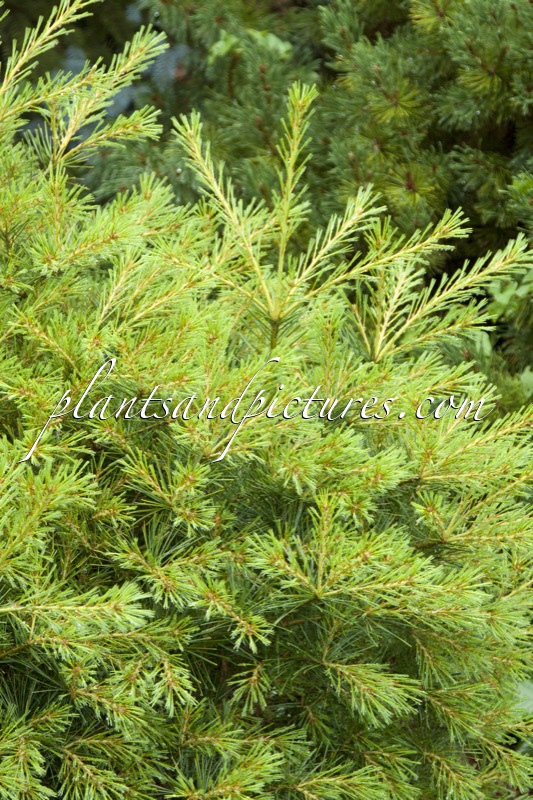 Pinus strobus ‘Minima’