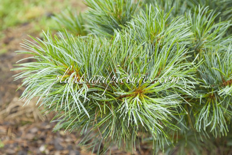 Pinus koraiensis ‘Silveray’