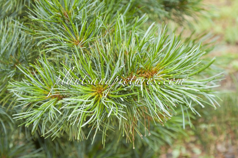 Pinus koraiensis ‘Silveray’