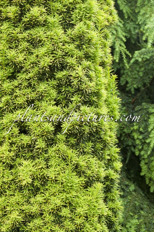 Taxus baccata ‘Standishii’