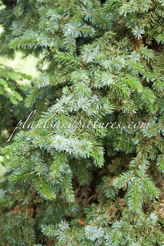 Picea omorika ‘De Ruyter’