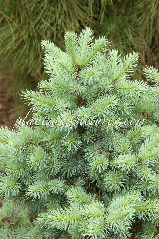 Pseudotsuga menziesii ‘Schwarzbär’