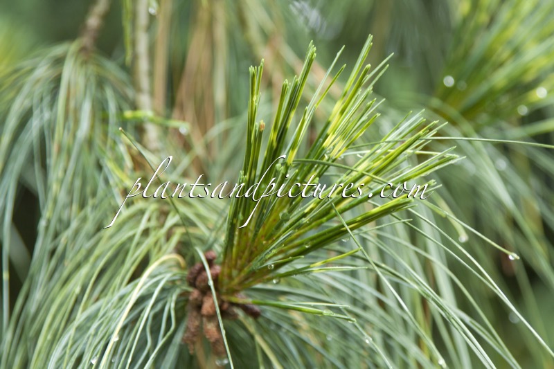Pinus wallichiana ‘Zebrina’