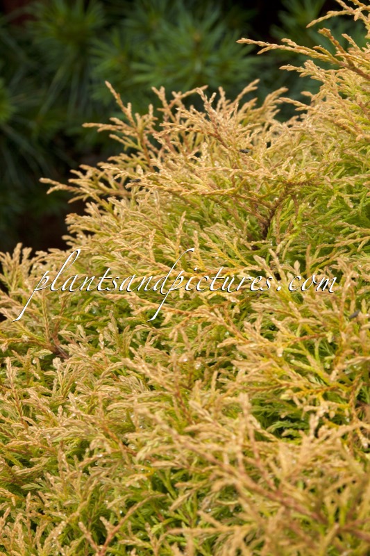 Thuja occidentalis ‘Golden Tuffet’