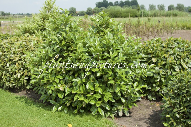 Prunus laurocerasus ‘Benje Green’